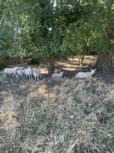 Img 20250714 wa0014